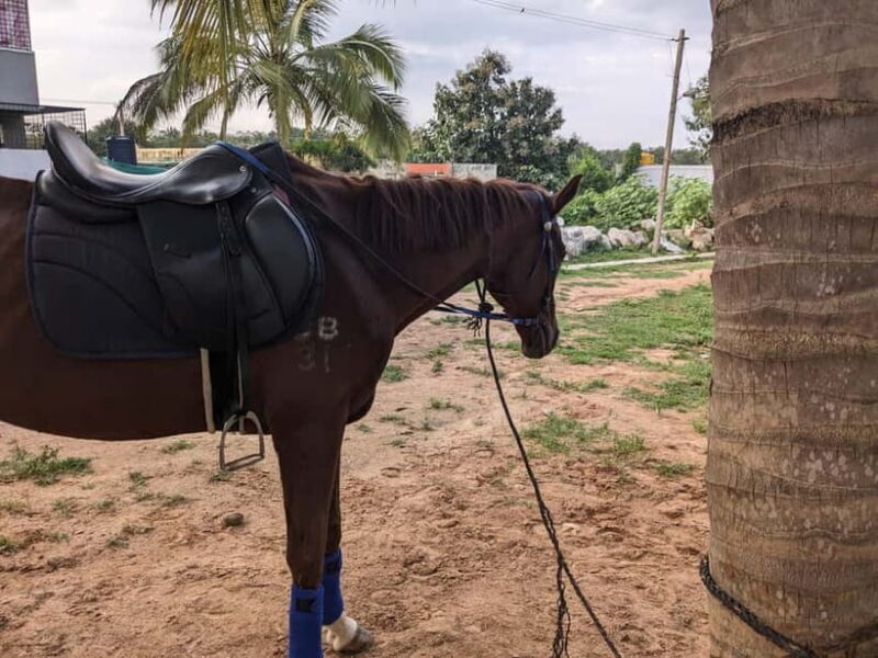 Bangalore: Horse Riding Safari Tour - Good To Know