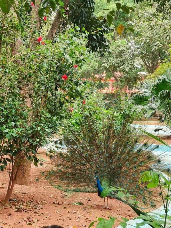 Bangalore: PRIVATE Mysore Tour - Lunch, Palace, Museum, Lake - Practical Tips for the Day