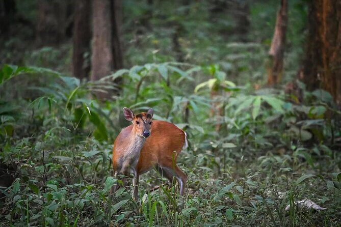Bangalore to Chikmagalur Hoysala Temples and Bhadra Wilderness - Day Three: Spiritual and Cultural Closure