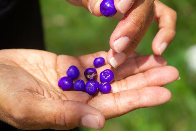 Bangalow Native Bush Food Tour - Exploring the Bangalow Native Bush Food Tour in Detail