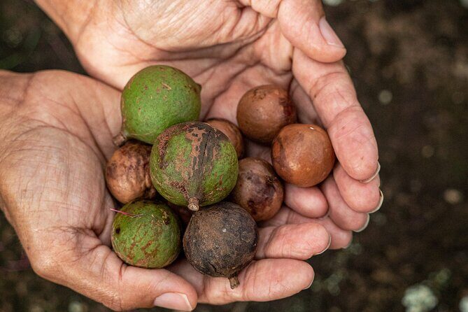 Bangalow Native Bush Food Tour - Who Should Consider This Tour?