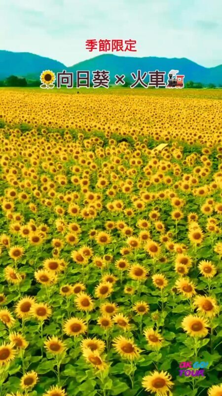 Bangkok Ancient Capitals & Sunflower Fields Day Tour - A day that balances flowers, rail, and history