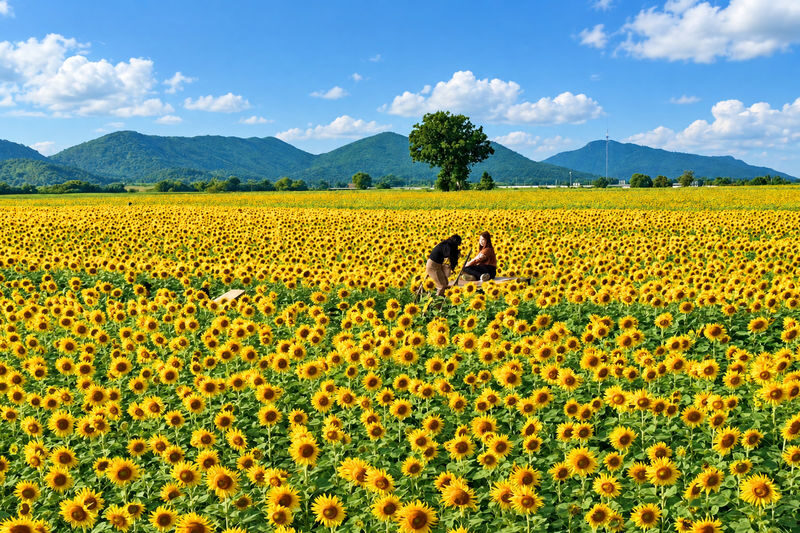 Bangkok Ancient Capitals & Sunflower Fields Day Tour - Sunflowers at their seasonal best