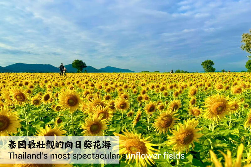 Bangkok Ancient Capitals & Sunflower Fields Day Tour - Lopburi’s palace and monkey temple
