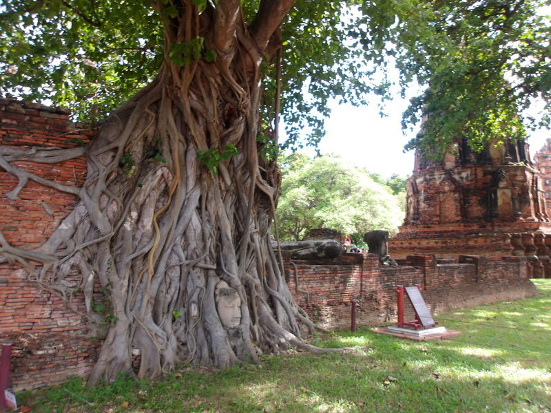 Bangkok Ayutthaya Full-Day Tour with Tuk-Tuk & Cafe - The elephant café adds a different kind of stop