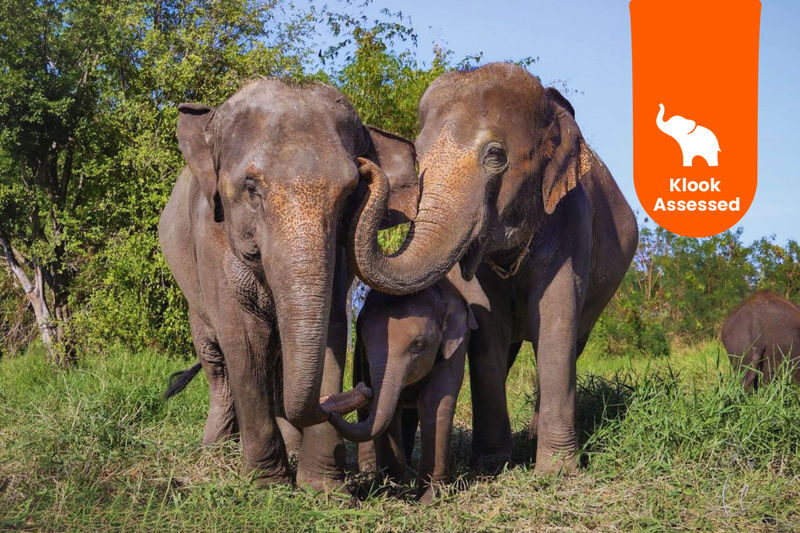 Bangkok Elephant Care Program at Bangkok Elephant Park - What to know before you go