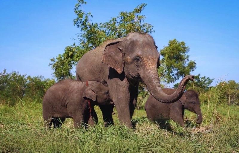 Bangkok Elephant Care Program at Bangkok Elephant Park - Close contact, with care routines in the mix