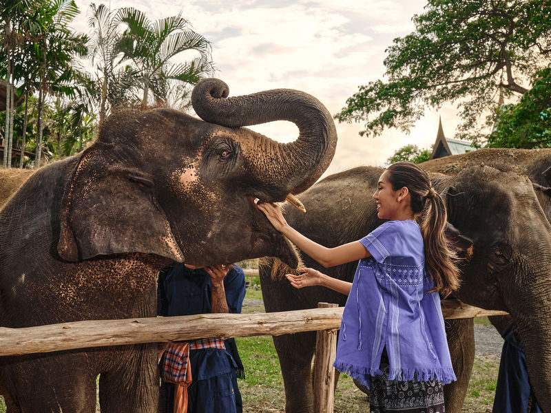 Bangkok Elephant Park and Grand Palace Full Day Tour - At the elephant park, take part in care routines