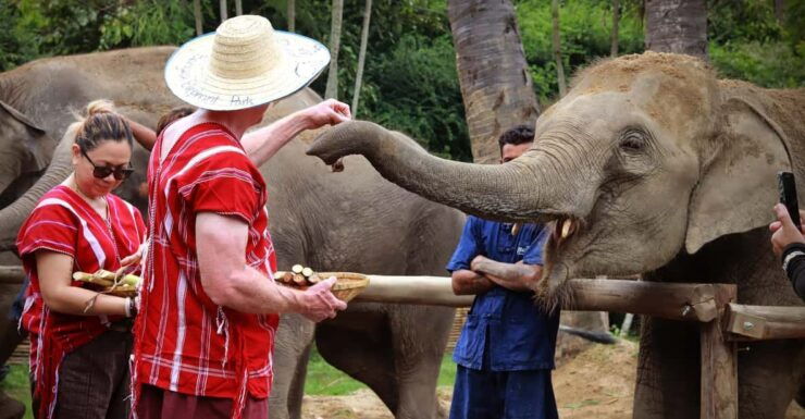 Bangkok Elephant Park: Half-Day Elephant Care - Detailed Itinerary Breakdown