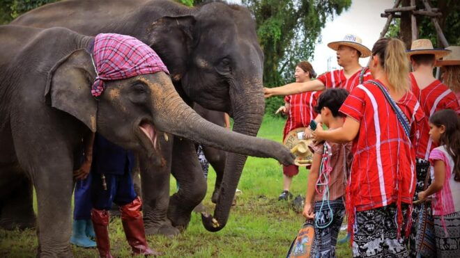 Bangkok Elephant Park: Half-Day Elephant Care - Included and Excluded Items