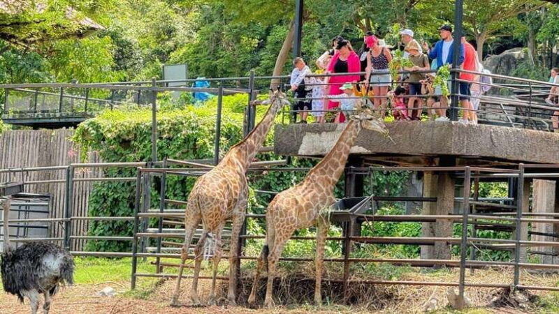 Bangkok: Elephant Sanctuary and Khao Kheow Open Zoo Tour - Itinerary