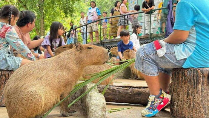 Bangkok: Elephant Sanctuary and Khao Kheow Open Zoo Tour - Living Green Elephant Sanctuary