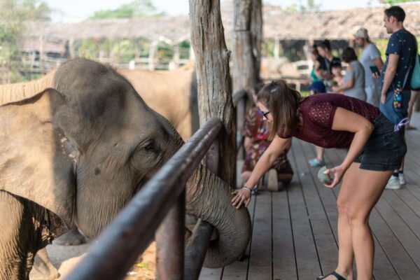 Bangkok: Elephant Sanctuary & Erawan Waterfall Tour - The Sum Up