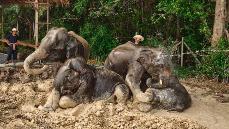 Bangkok: Elephant Sanctuary Guided Tour with Hotel Transfers - An Authentic Look at the Elephant Sanctuary Experience