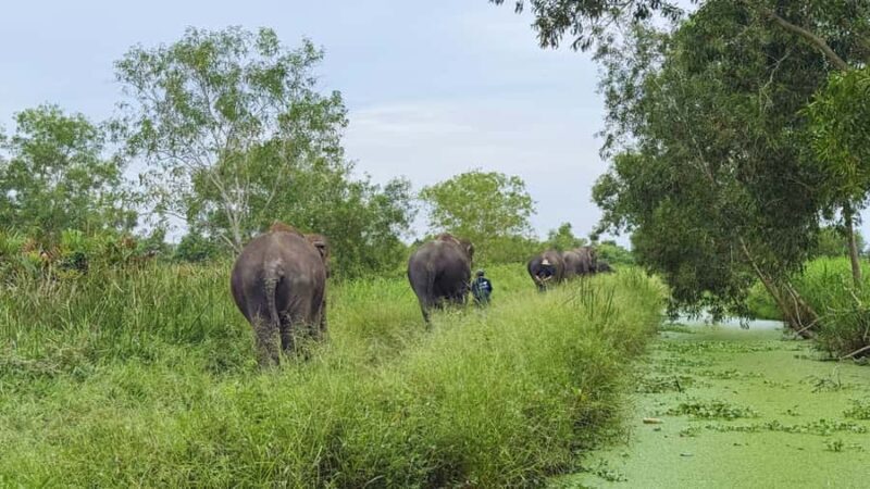 Bangkok: Elephant Sanctuary Guided Tour with Hotel Transfers - The Authentic Experience — What Makes It Stand Out