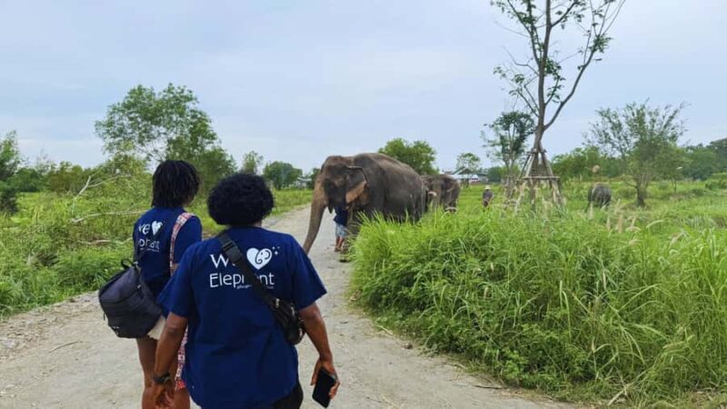 Bangkok: Elephant Sanctuary Guided Tour with Hotel Transfers - The Real Value: Why It’s Worth Considering