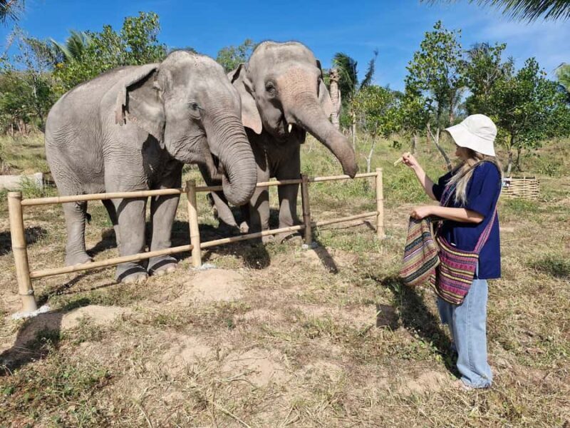 Bangkok: Elephant Sanctuary &Khao Kheow Open Zoo (Moodeng) - What to Expect on the Day