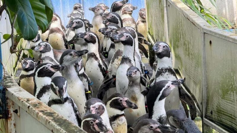 Bangkok: Elephant Sanctuary &Khao Kheow Open Zoo (Moodeng) - Good To Know  