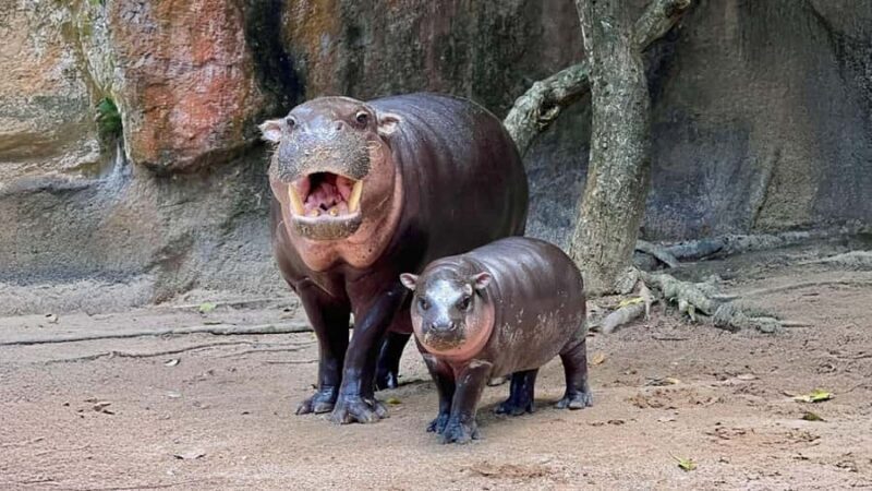 Bangkok: Elephant Sanctuary &Khao Kheow Open Zoo (Moodeng) - Who Will Love This Tour?  