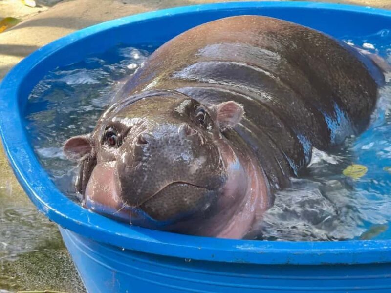 Bangkok: Elephant Sanctuary &Khao Kheow Open Zoo (Moodeng) - The Sum Up  