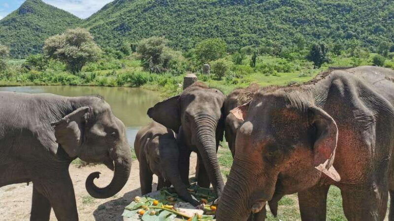 Bangkok: Elephants World & Erawan Waterfall in Kanchanaburi - Itinerary Details