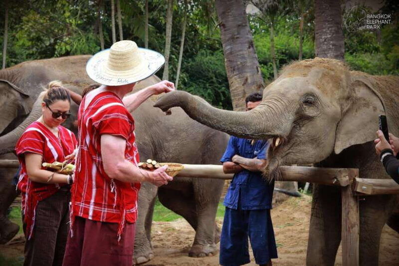 Bangkok: Ethical Elephant Care Half-Day With Transfers - Good To Know