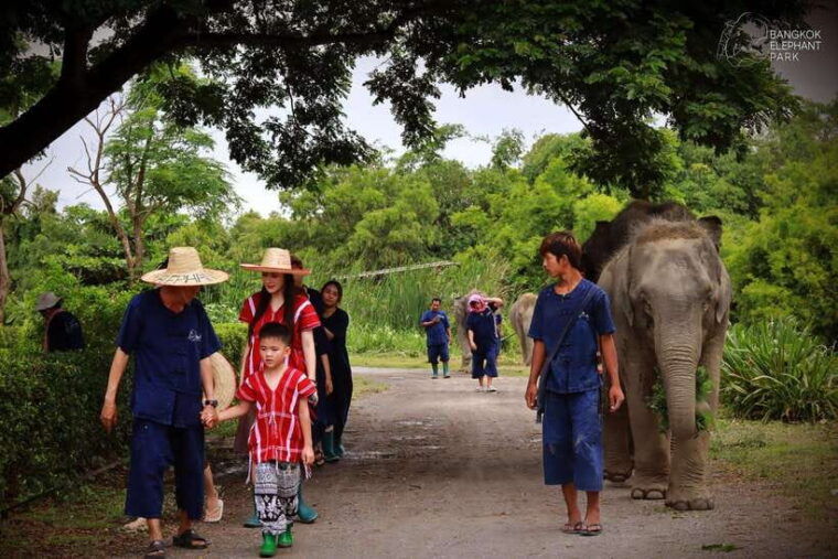 Bangkok: Ethical Elephant Care Half-Day With Transfers - Itinerary and Schedule