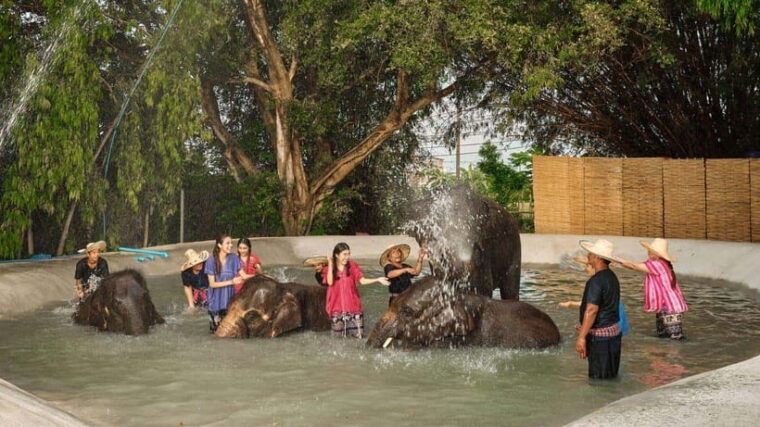 Bangkok: Ethical Elephant Care Half-Day With Transfers - Highlights of the Elephant Interaction Experience