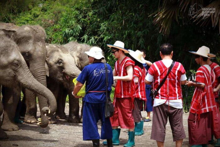 Bangkok: Ethical Elephant Care Half-Day With Transfers - Customer Feedback and Ratings