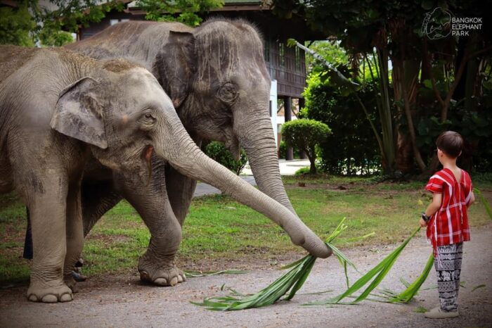 Bangkok: Ethical Elephant Care Half-Day With Transfers - Important Notifications and Updates