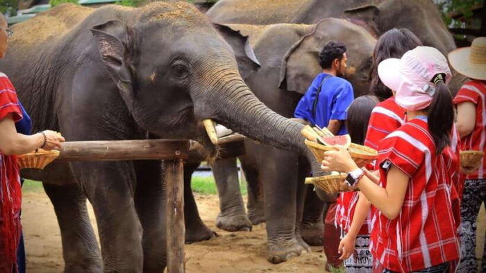 Bangkok: Ethical Elephant Care Half-Day With Transfers - Frequently Asked Questions