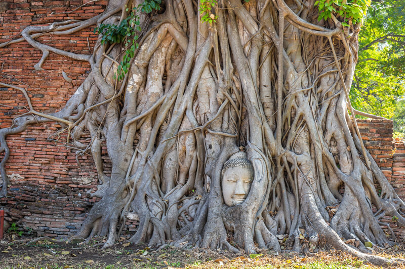 Bangkok Floating Market & Ayutthaya UNESCO Private Full-Day Tour - A railway market with a short, thrilling pause