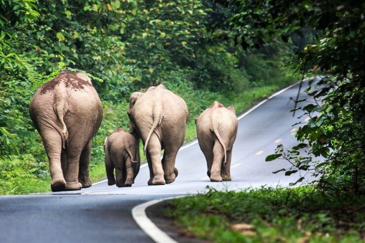 Bangkok: Khao Yai National Park With Horseback Ride Day Trip - Activity Details