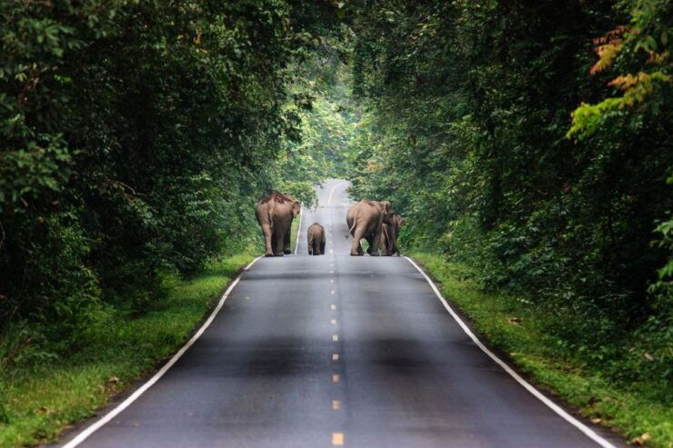 Bangkok: Khao Yai National Park With Horseback Ride Day Trip - Experience Highlights