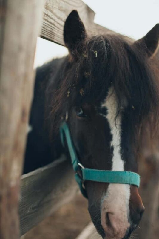 Bangkok: Khaoyai Horseback Riding with Dinner & Transfer - Full Breakdown of the Experience