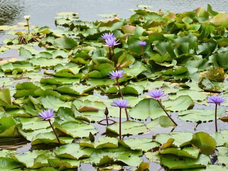 Bangkok: Lotus Fields, Orchid Farm, and Flower Market Tour - A Deep Dive into the Tour Experience