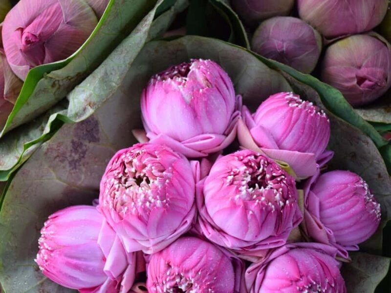 Bangkok: Lotus Fields, Orchid Farm, and Flower Market Tour - Who Should Consider This Tour?