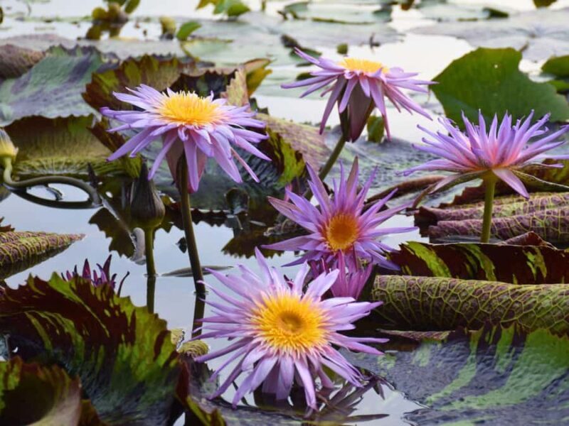 Bangkok: Lotus Fields, Orchid Farm, and Flower Market Tour - Practical Details & Personal Tips