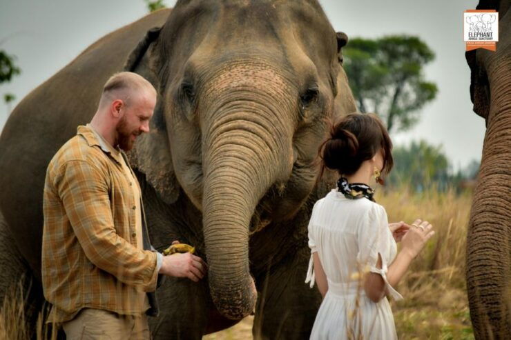 Bangkok: Pattaya Elephant Jungle Sanctuary Half-Day Tour - Experience Highlights