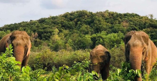 Bangkok: Pattaya Ethical Elephant Sanctuary Tour With Lunch - Full Description