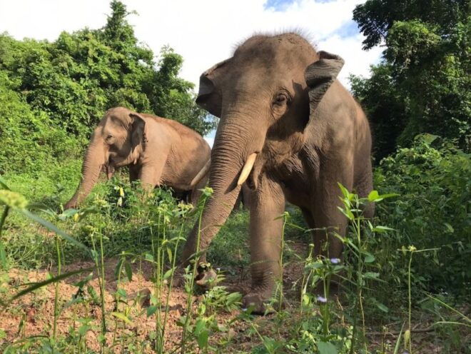Bangkok: Pattaya Ethical Elephant Sanctuary Tour With Lunch - Highlights