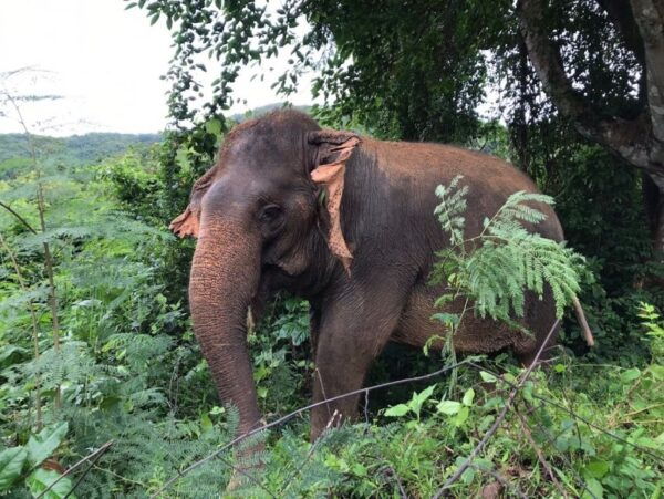 Bangkok: Pattaya Ethical Elephant Sanctuary Tour With Lunch - Travel Tips