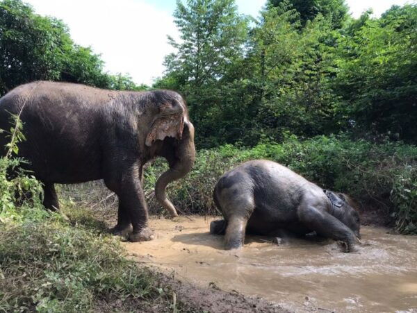 Bangkok: Pattaya Ethical Elephant Sanctuary Tour With Lunch - The Sum Up