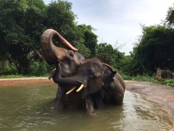 Bangkok: Pattaya Ethical Elephant Sanctuary Tour With Lunch - Common Questions