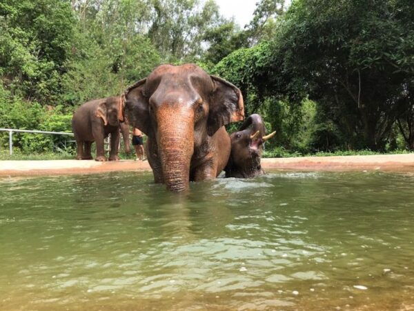 Bangkok: Pattaya Ethical Elephant Sanctuary Tour With Lunch - The Sum Up