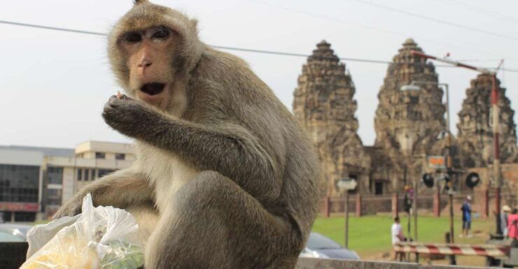 Bangkok: Private Car Hire to Lopburi the Monkey City - Activity Duration and Highlights