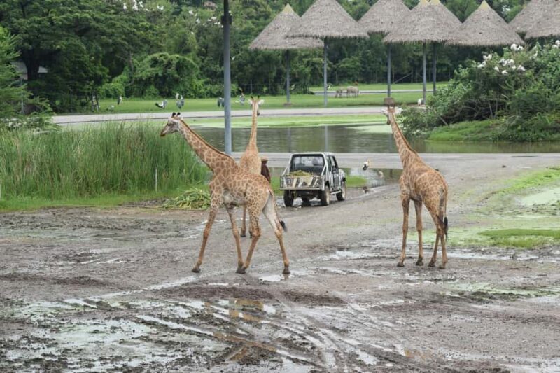 Bangkok Safari & Marine Park - Good To Know
