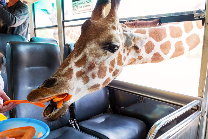 Bangkok Safari Park Kanchanaburi Full-Day Private Tour - A private car makes the long day easier