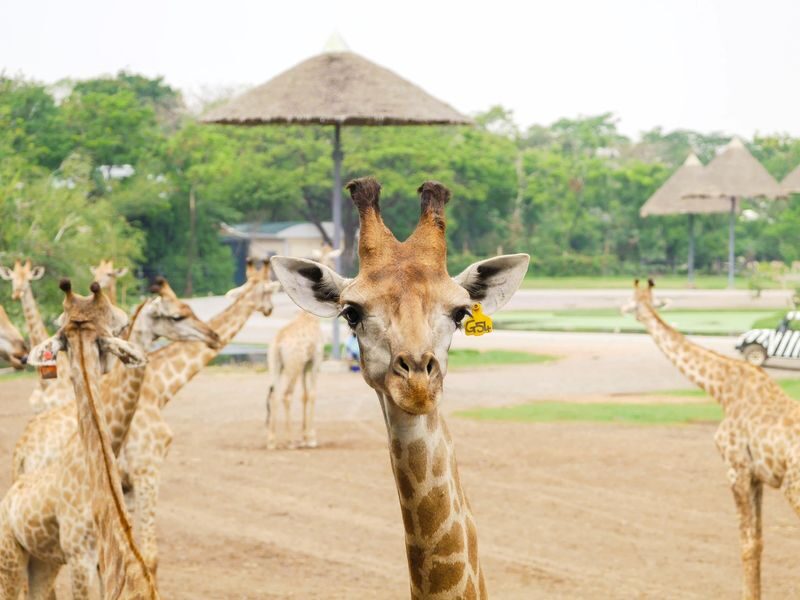 Bangkok Safari World Full-Day Tour with Night Market Visit - At a glance
