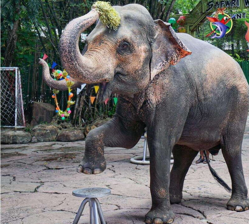 Bangkok & Safari World, Hotel and Private Transfer - Pricing and Booking